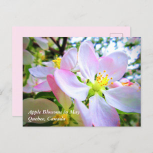 Postal Flores de manzana blanca rosada en mayo en la post
