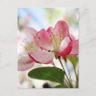 Postal Flores de manzana de primavera brillante