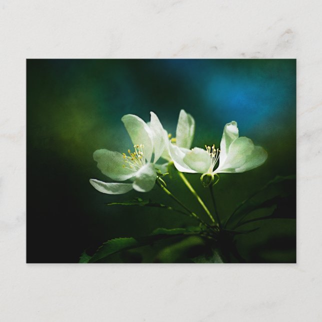 Postal Flores de manzana - Dos flores (Anverso)