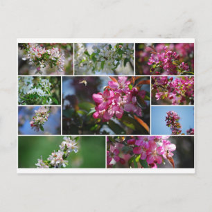 Postal Flores de manzana y abejas melíferas