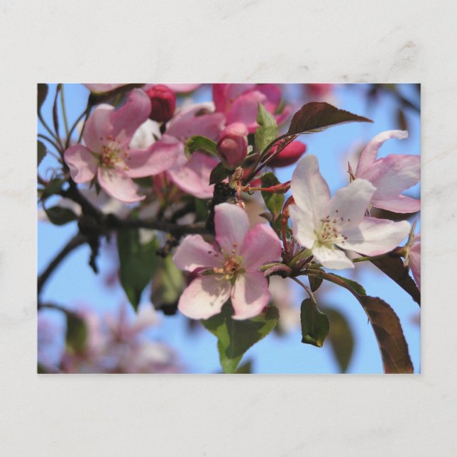 Postal Flores de manzano (Anverso)