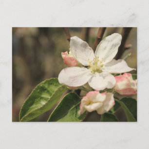 Postal Flores de Manzano en Sol, Fotografía de la Natural