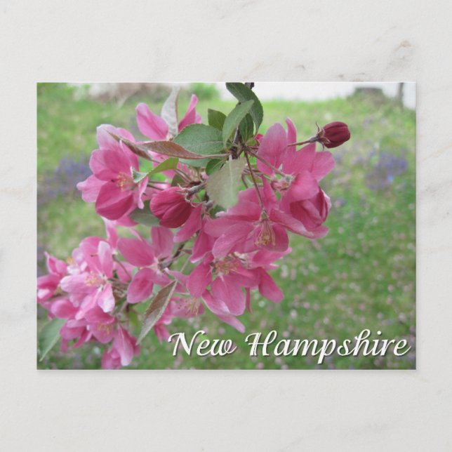 Postal flores de manzano silvestre de New Hampshire (Anverso)