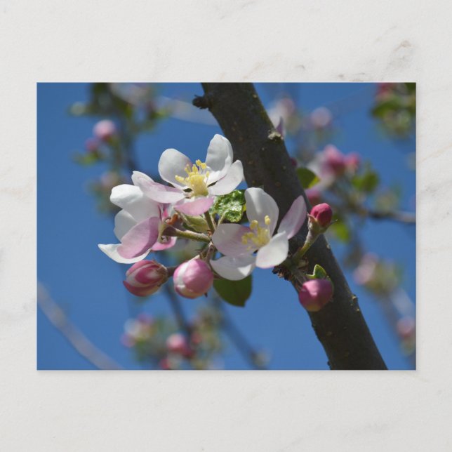 Postal Flores de manzano - Una rama florecida de manzano  (Anverso)