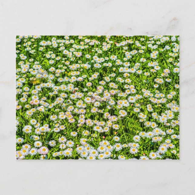 Postal Flores de margarita (Anverso)