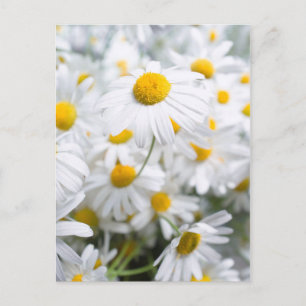 Postal Flores de margarita
