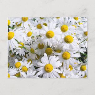 Postal Flores de margarita