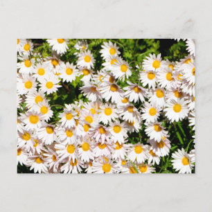 Postal Flores de margarita blanca