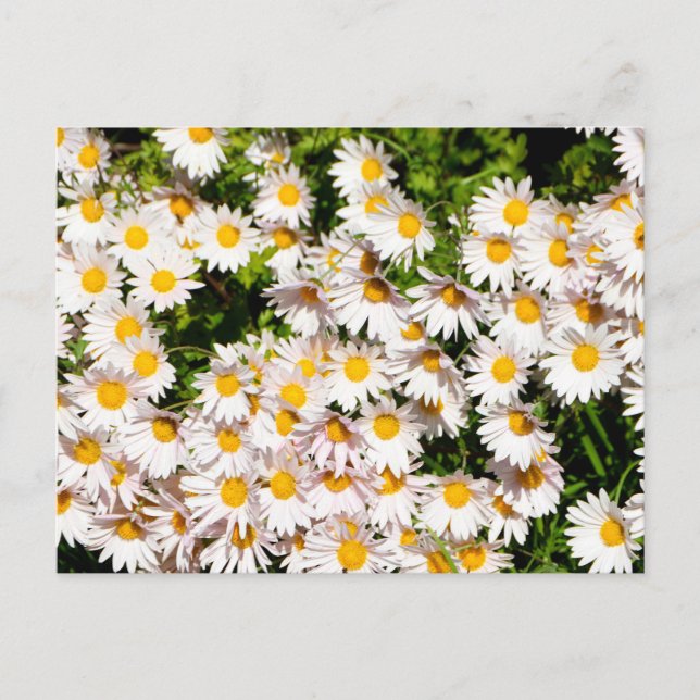 Postal Flores de margarita blanca (Anverso)