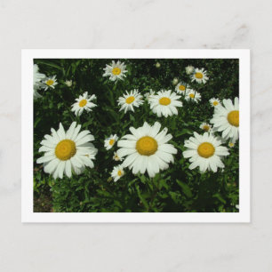 Postal flores de margarita blancas felices cumpleaños