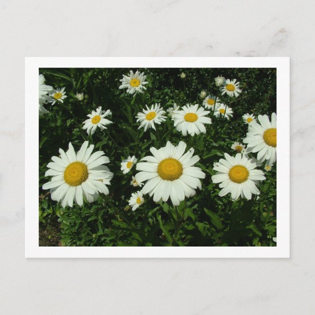 Postal flores de margarita blancas felices cumpleaños (Anverso)