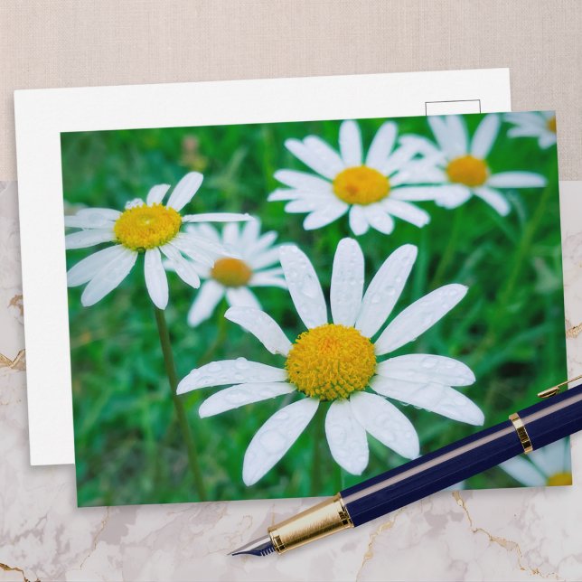 Postal Flores de margarita Oxeye Pradera Foto Fotografía  (A postcard with a photo of ox-eye daisies growing in a meadow, with raindrops on their petals)