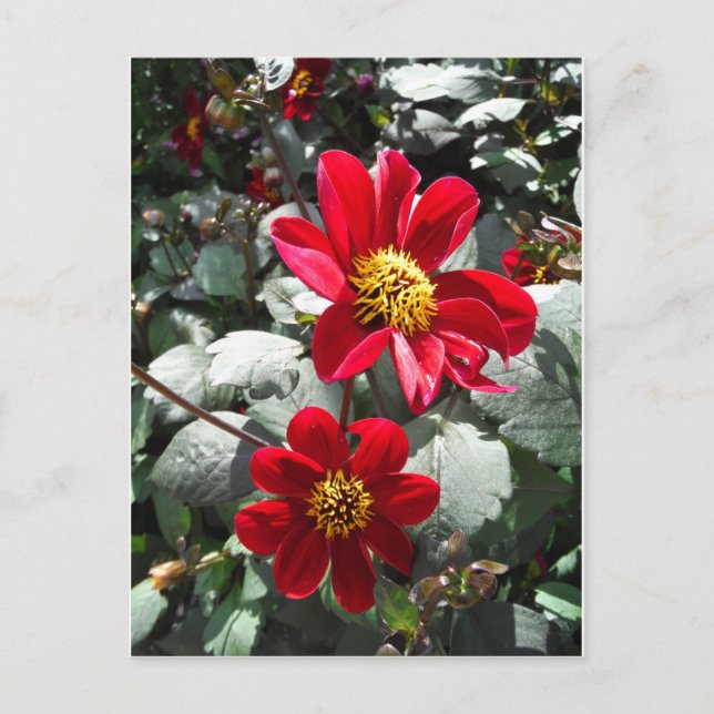 Postal flores de margarita rosada roja / margarita (Anverso)