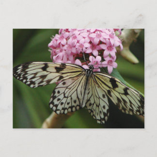 Postal Flores de mariposa 2