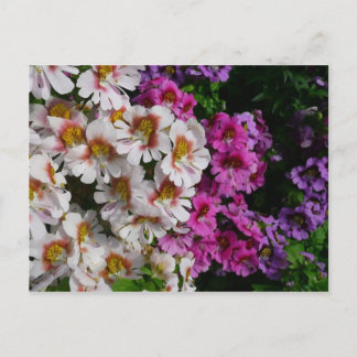 Postal Flores de Mariposa Blancas Rosadas y Purpúreas