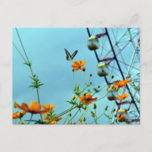 Flores de mariposa y cosmos en el triángulo azul: