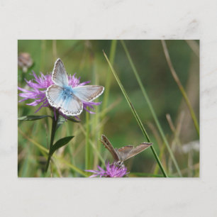 Postal Flores de Mariposas Floraciones Boda Lluvia de Reg