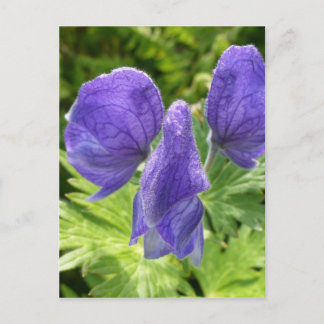Postal Flores de monje, isla Unalaska