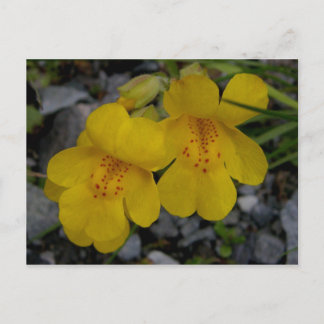 Postal Flores de mono, isla Unalaska