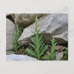 Postal Flores de muleína amarilla salvaje