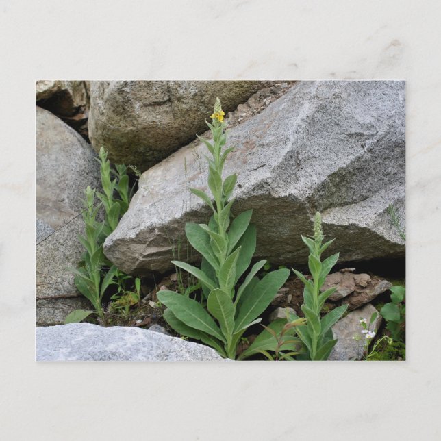 Postal Flores de muleína amarilla salvaje (Anverso)