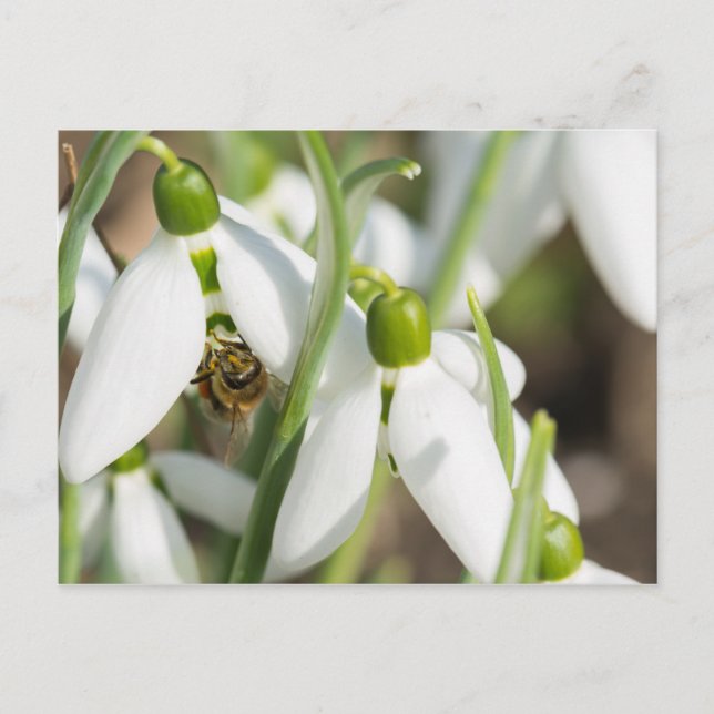 Postal Flores de nieve (Anverso)