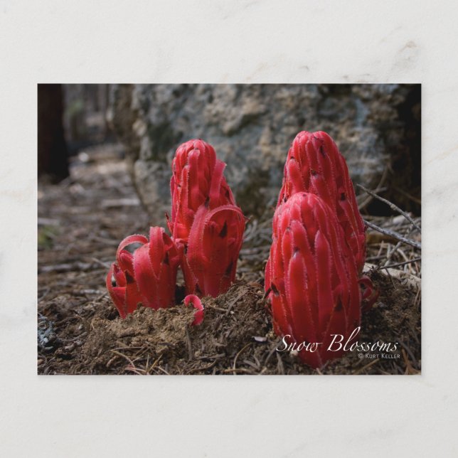 Postal Flores de nieve (Anverso)