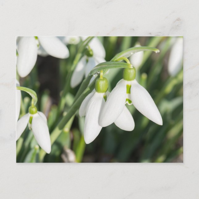 Postal Flores de nieve (Anverso)