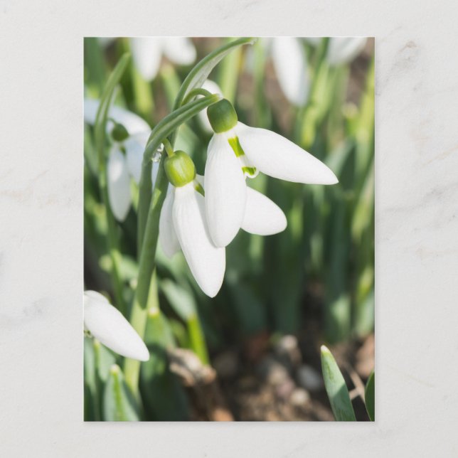 Postal Flores de nieve (Anverso)