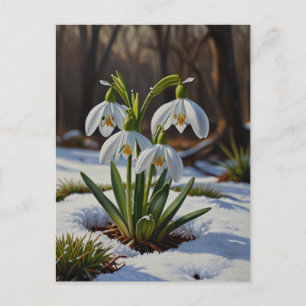 Postal Flores de nieve Postcard