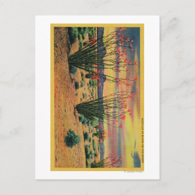 Postal Flores de Ocotillo en Bloom, California DesertStat (Anverso)