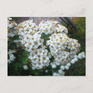Postal Flores de oído