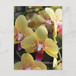 Postal Flores de orquídea amarilla