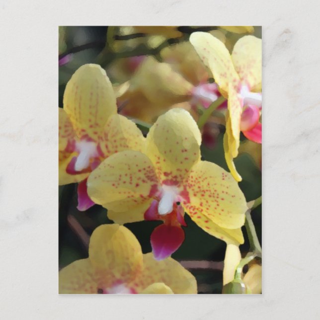 Postal Flores de orquídea amarilla (Anverso)