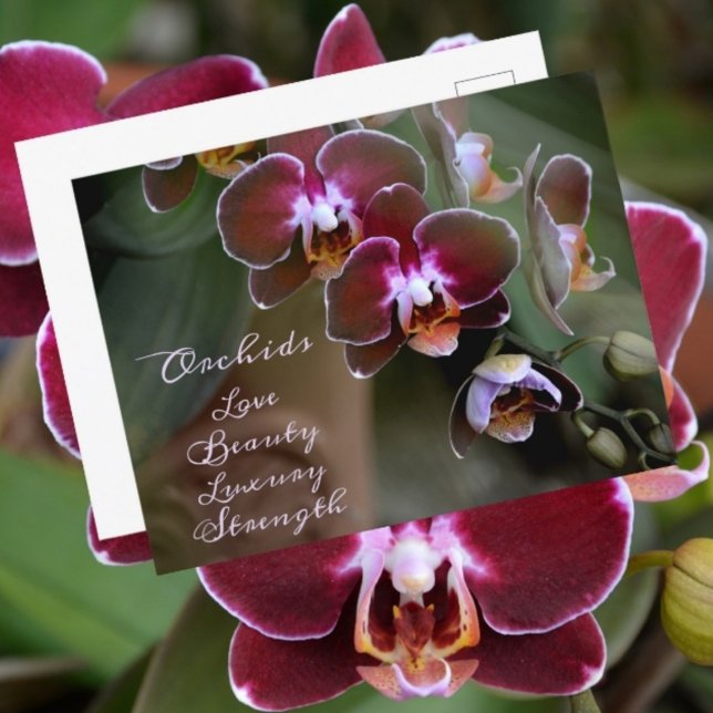 Postal Flores de Orquídea Morada Marrón Fotografía Floral (Subido por el creador)
