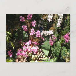 Postal Flores de Orquideas