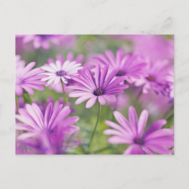 Postal Flores de osteospermum (Anverso)