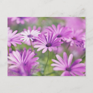 Postal Flores de osteospermum