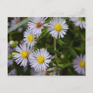 Postal Flores de otoño