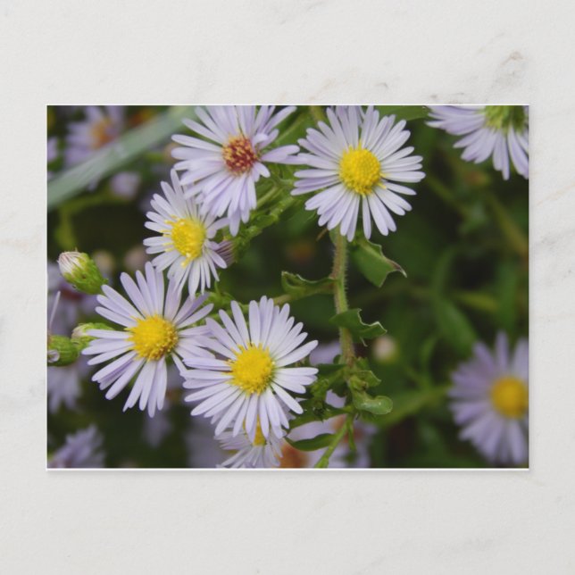 Postal Flores de otoño (Anverso)