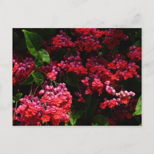 Postal Flores de pagoda coloridas rojas y rosadas