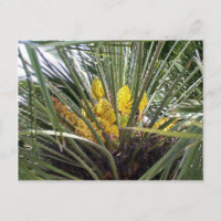 Flores de palmera amarillas aromáticas