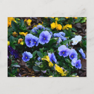 Postal Flores de pansia azul vibrante