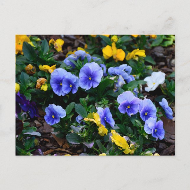Postal Flores de pansia azul vibrante (Anverso)