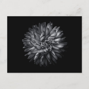 Postal Flores De Patio Trasero En Blanco Y Negro 20