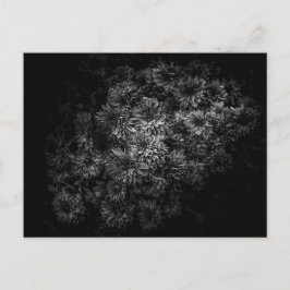 Postal Flores De Patio Trasero En Blanco Y Negro No 29