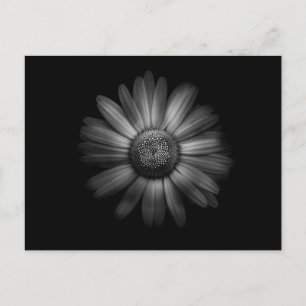 Postal Flores De Patio Trasero En Blanco Y Negro No 31