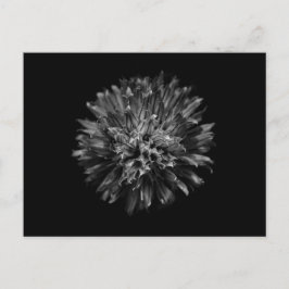 Postal Flores De Patio Trasero En Blanco Y Negro No 53