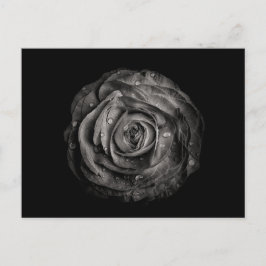 Postal Flores De Patio Trasero En Blanco Y Negro No 72