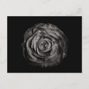 Postal Flores De Patio Trasero En Blanco Y Negro No 72